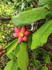 (c) Muhammad HEEMBOO, some rights reserved (CC BY) Uvaria grandiflora, photograph (c) Muhammad HEEMBOO, some rights reserved (CC BY)