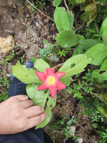 Uvaria grandiflora, photograph 3