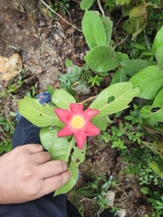 (c) Muhammad HEEMBOO, some rights reserved (CC BY) Uvaria grandiflora, photograph (c) Muhammad HEEMBOO, some rights reserved (CC BY)