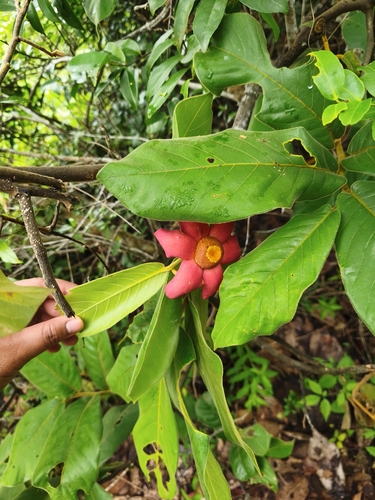 Uvaria grandiflora, photograph 4