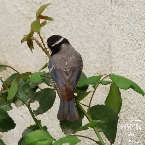 Northwest African Blue Tit