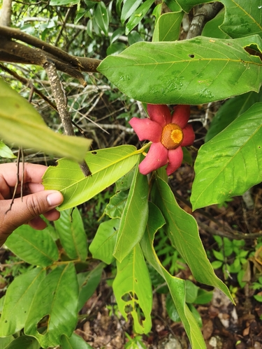 Uvaria grandiflora, photograph 5