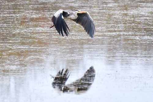 Grey Heron
