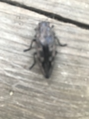 Chalcophora virginiensis