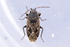 Sphragisticus nebulosus