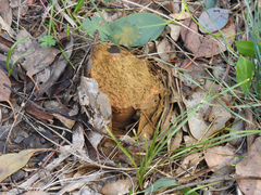 Pisolithus marmoratus