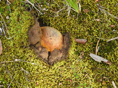 Pisolithus marmoratus