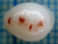 Niveria quadripunctata