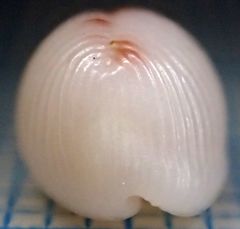 Niveria quadripunctata