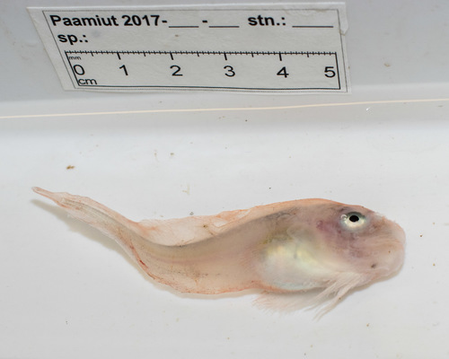 Sea Tadpole