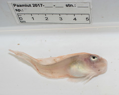 Sea Tadpole photo 2