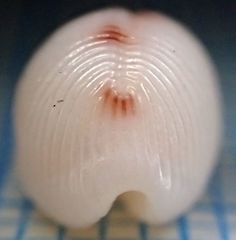 Niveria quadripunctata