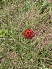 Gaillardia suavis, photograph (c) mattmsa, some rights reserved (CC BY)