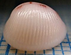 Niveria quadripunctata