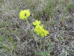 Eriogonum flavum flavum