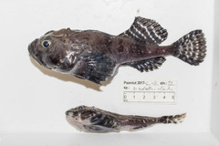 Artediellus atlanticus