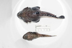 Artediellus atlanticus