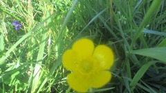 Ranunculus