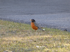 Turdus migratorius
