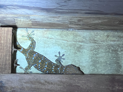 Tokay Gecko