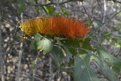 Combretum farinosum
