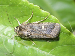 Proteuxoa hydraecioides