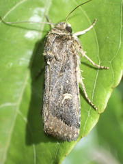 Proteuxoa hydraecioides