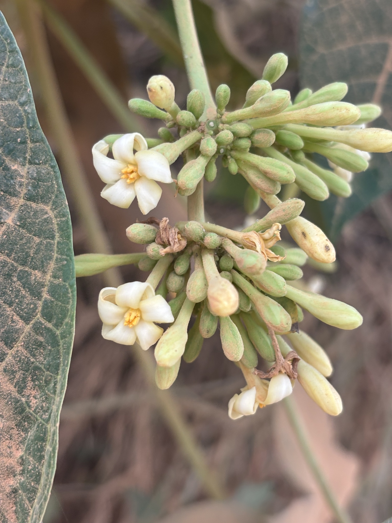 Carica papaya