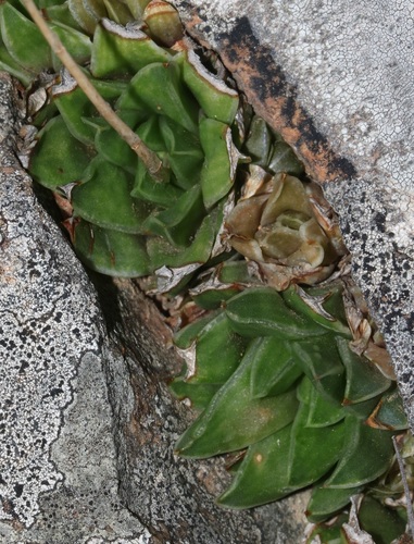 Image of Haworthia zantneriana by (c) Brian du Preez, some rights reserved (CC BY-SA)