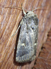 Proteuxoa hydraecioides