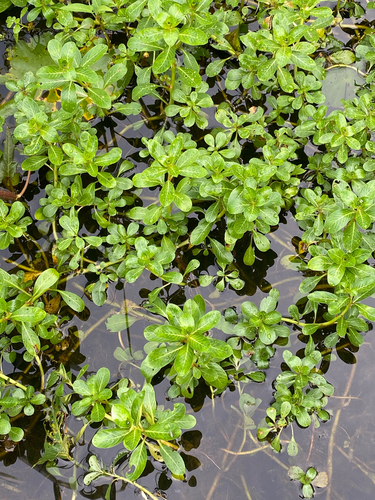 Ludwigia adscendens, photograph 2