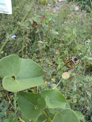 Aristolochia taliscana
