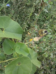 Aristolochia taliscana