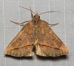 Argyrostrotis flavistriaria