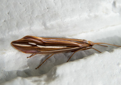 Psychoglypha bella