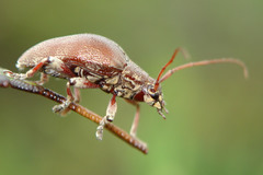 Blapsilon austrocaledonicum
