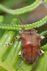 Blapsilon austrocaledonicum