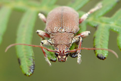 Blapsilon austrocaledonicum