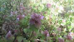 Lamium purpureum