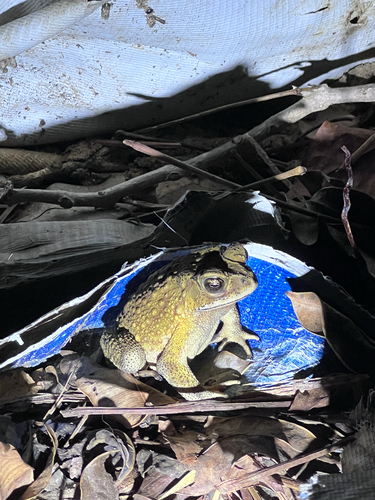 Asian Common Toad