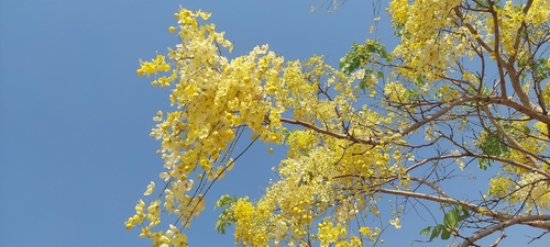 Golden Shower Tree