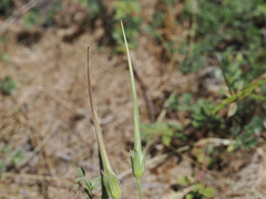 Erodium ciconium, photograph (c) Augustin Soulard, some rights reserved (CC BY)