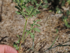 Erodium ciconium