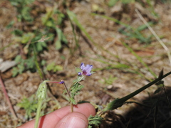 Erodium ciconium, photograph (c) Augustin Soulard, some rights reserved (CC BY)