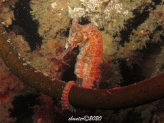 White's Seahorse photo 2