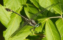 Dromogomphus spinosus