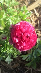 Ranunculus