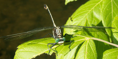 Dromogomphus spinosus