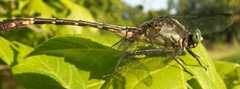Dromogomphus spinosus