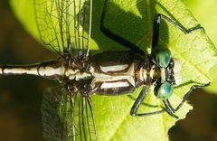 Dromogomphus spinosus